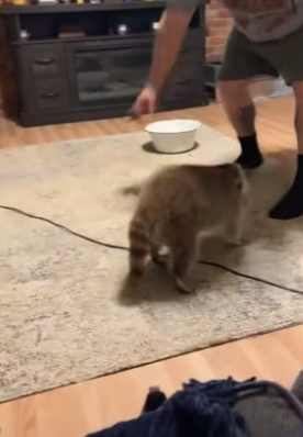 B1505019_Girl found a mischievous raccoon on the road and brought it home PART 2