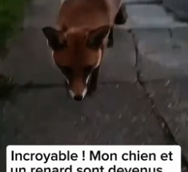 P3004012_Mon chien s’est fait un drôle de copain ��PARTIE 2