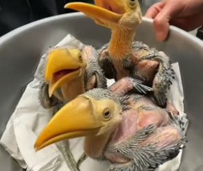 D1505020_A kind couple rescued three abandoned toucan chicks, and then this happened…PART 2