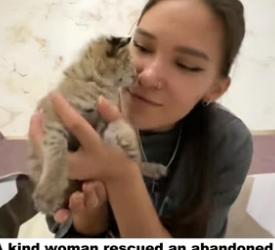 D1505022_A kind woman rescued an abandoned kitten, and then this happened…PART 2