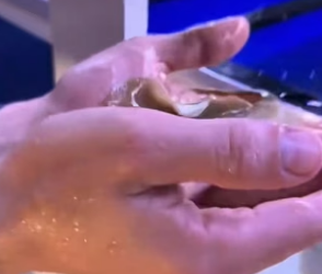 D1505023_A kind man rescued a stranded stingray, and then this happened…PART 2