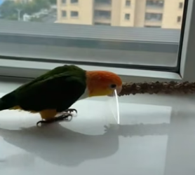 T1505004_My parrot is very naughty � love animals PART 2