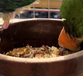 T1505005_my baby parrot is sick � PART 2