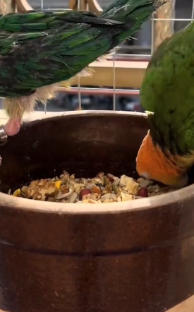 T1505005_my baby parrot is sick � PART 2