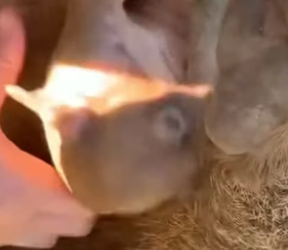 B1505009_rescue baby wombat PART 2