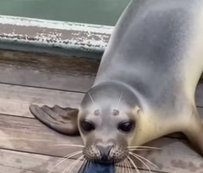 R1605012_Fisherman Saves Trapped Seal Family �❤️PART 2