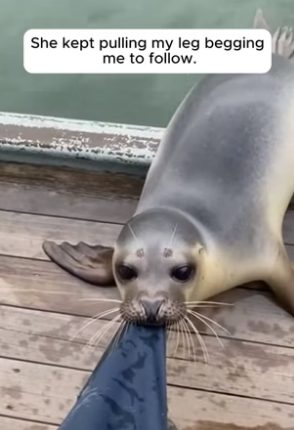 R1605012_Fisherman Saves Trapped Seal Family �❤️PART 2