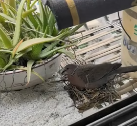 T1505011_The story of a girl who help a Bird family PART 2