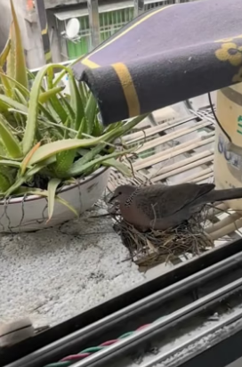 T1505011_The story of a girl who help a Bird family PART 2
