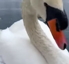 S2804008_A swan desperately pounding at the ice covering my frozen pool…PART 2