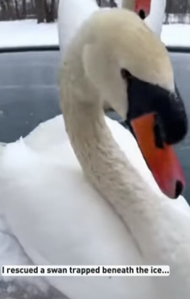 S2804008_A swan desperately pounding at the ice covering my frozen pool…PART 2
