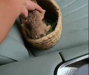 P1605019_Ce trouve ce petit lapin attaqué par un drôle de canivore ��je le sauve et je l’adopte �❤️PART 2
