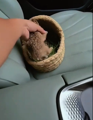 P1605019_Ce trouve ce petit lapin attaqué par un drôle de canivore ��je le sauve et je l’adopte �❤️PART 2
