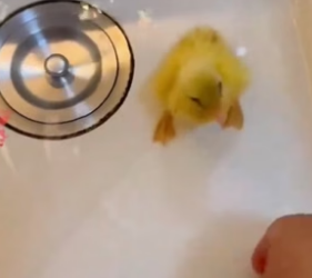 P1605020_Ce petit canard est rejette et attaqué par les autres ���alors je l’adopte et la suite est magnif_PART 2
