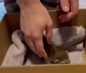 S2804009_I froze when I saw a newborn raccoon PART 2
