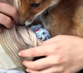 B1905004_The poor fox was injured in the middle of the road,we rescued him and then…PART 2