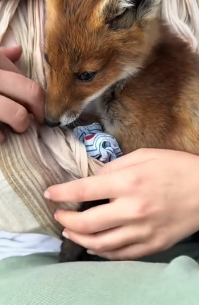 B1905004_The poor fox was injured in the middle of the road,we rescued him and then…PART 2