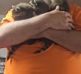 B1905017_Man found 3 baby raccoons lost their mother and adopted them PART 2