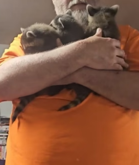 B1905017_Man found 3 baby raccoons lost their mother and adopted them PART 2