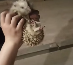 B1905011_This couple rescued a hedgehog stuck its head in a jar and adopted it PART 2