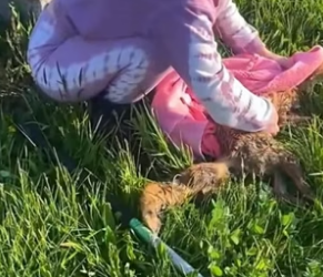 B1905018_Girl rescued a fox stuck in canal and adopted it PART 2