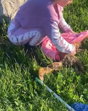 B1905018_Girl rescued a fox stuck in canal and adopted it PART 2