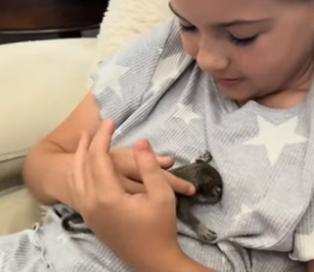 B1905012_Man found a baby squirrel in car engine and adopted it PART 2