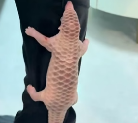 B1905022_Man adopted a cute baby armadillo and then PART 2