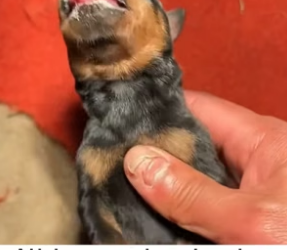D1905002_A kind man rescued a weak, newborn Rottweiler puppy, and then this happened…PART 2