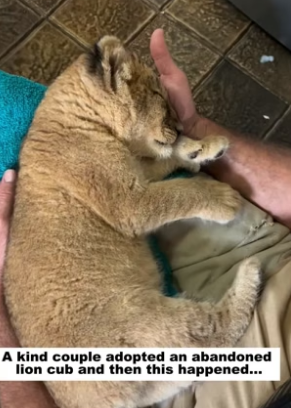 D1905003_A kind couple adopted an abandoned lion cub, and then this happened…PART 2