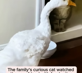 B1605011_This man rescued a sick kitten with swollen eyes and then…PART 2