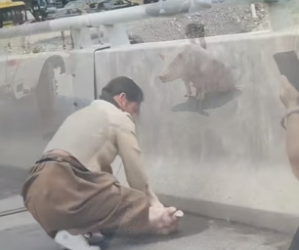 D1905007_A kind family rescued an injured pig from the side of the road, and then…PART 2