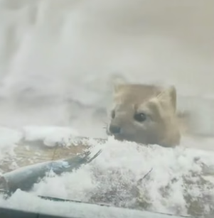 D1905008_A kind woman fed a hungry wild sable during a snowstorm, and then this happened…PART 2