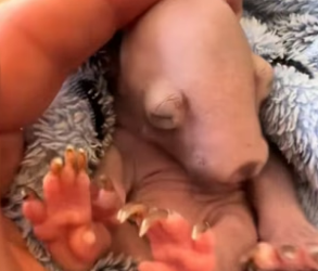 D1905009_A kind woman rescued a baby wombat that had lost its mother, and then…PART 2
