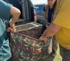 D1905010_Kind people rescued an injured mother jaguar, and then this happened…PART 2