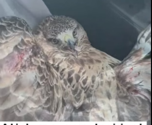 D1905011_A kind woman rescued an injured hawk on the highway, and then…PART 2