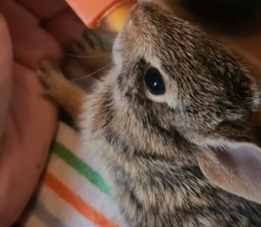 P2005002_Dans notre jardin ma fille trouve un bébé lapin ��on décide de l’adopter regarde �❤️ PART 2
