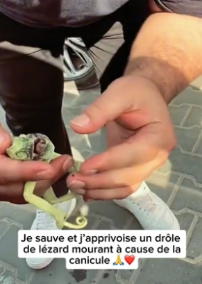 P2005004_Je sauve et j’apprivoise un petit reptile étrange mourant à cause de la canicule �❤️PART 2