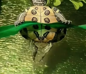 P2005005_Je sauve un bébé tortue mais 9 mois plus tard elle pèse 200kilos et se transforme en godzilla ��� PART 2