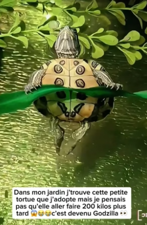 P2005005_Je sauve un bébé tortue mais 9 mois plus tard elle pèse 200kilos et se transforme en godzilla ��� PART 2