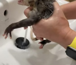 B1905020_Girl found a lost baby opossum at the restaurant door and brought it home PART 2