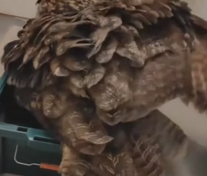 B1905005_I rescued an owl and then…PART 2
