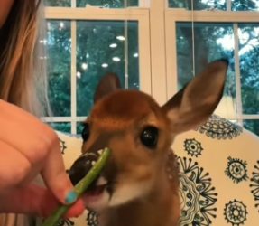 B1905003_The baby deer was abandoned by her mother,I rescued her and then…PART 2