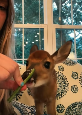 B1905003_The baby deer was abandoned by her mother,I rescued her and then…PART 2
