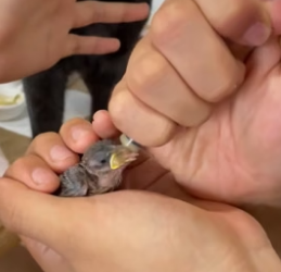 B1905008_I found a sparrow on the road,and we formed the sweetest bond❤️PART 2