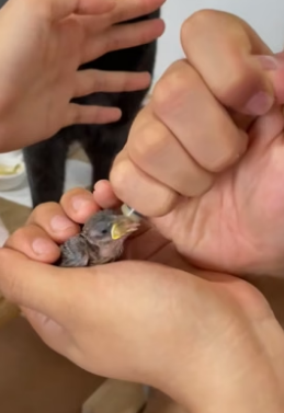 B1905008_I found a sparrow on the road,and we formed the sweetest bond❤️PART 2