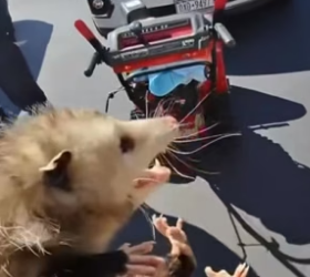 B1905010_Man found an opossum in the house store and adopted it PART 2