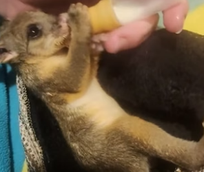 B1905021_Man rescued a baby possum from crows attack PART 2