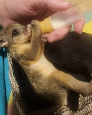B1905021_Man rescued a baby possum from crows attack PART 2
