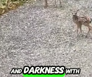 C1805008_Saved from the Darkness A Heartwarming Fawn Rescue PART 2